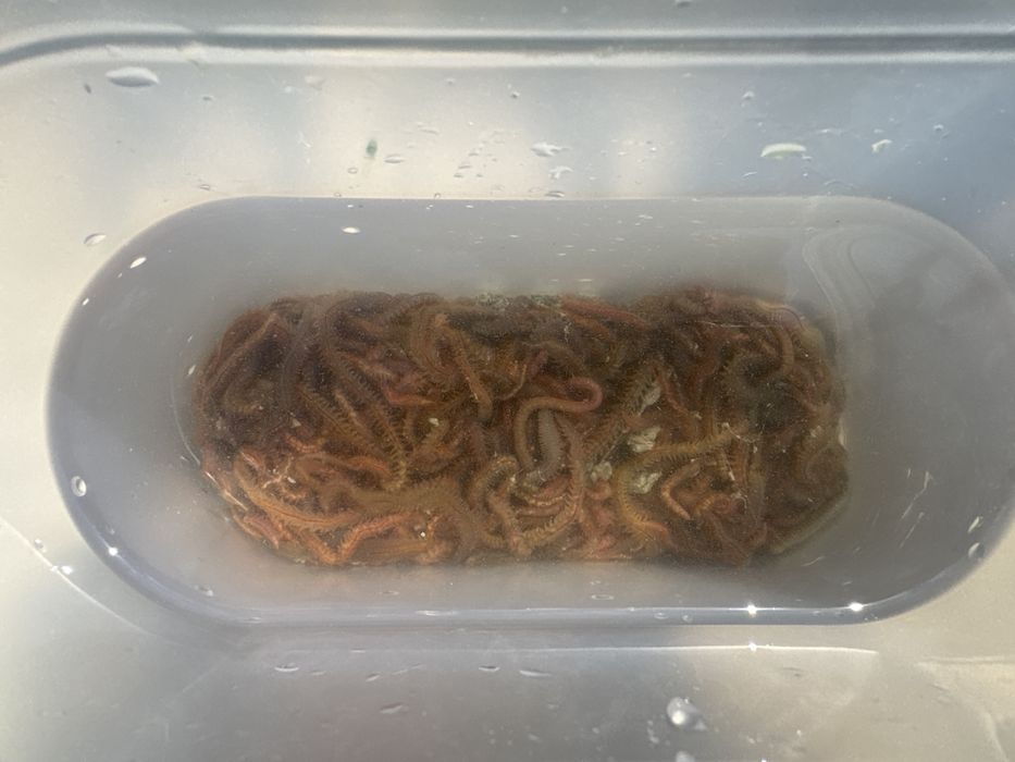 Черви морские