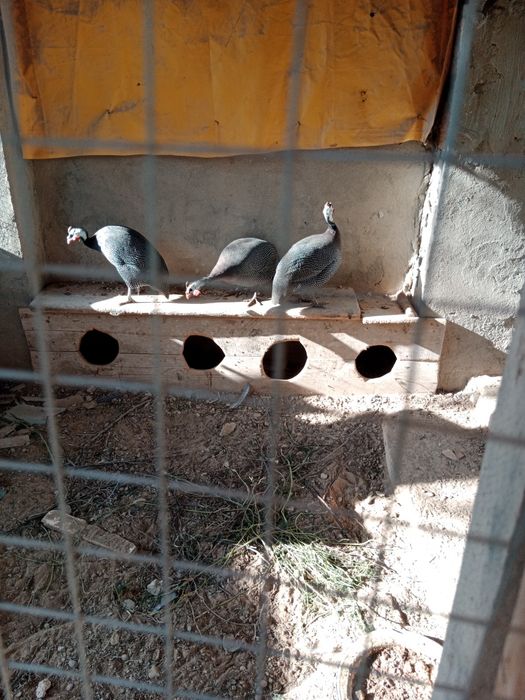 Әр қайсысы 7мыңнан