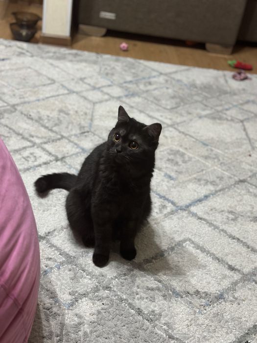 Шотландская кошка в добрые руки