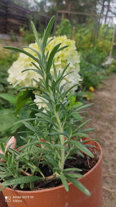 Аромат и свежесть дома — розмарин в горшке