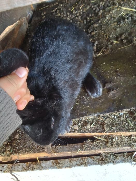 Қоян сатылады бағасы 3500