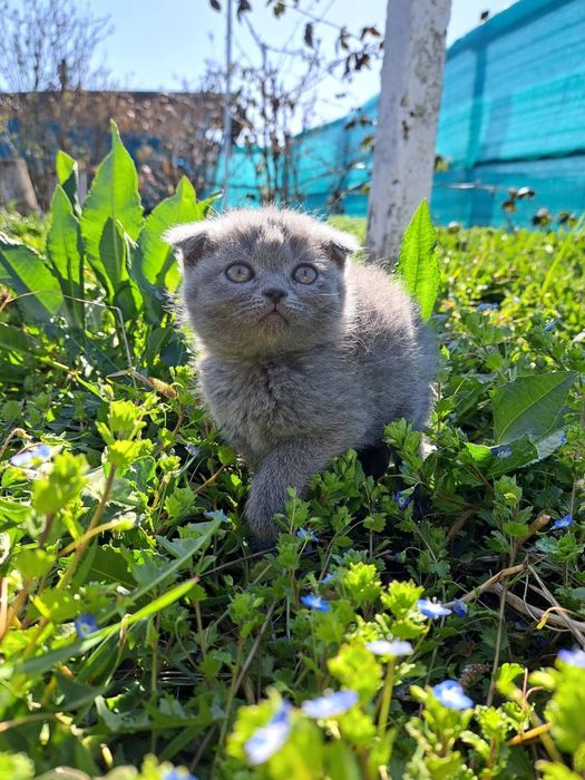 Fetiță scottish fold