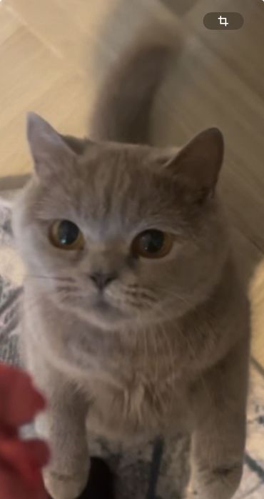 Британская кошка