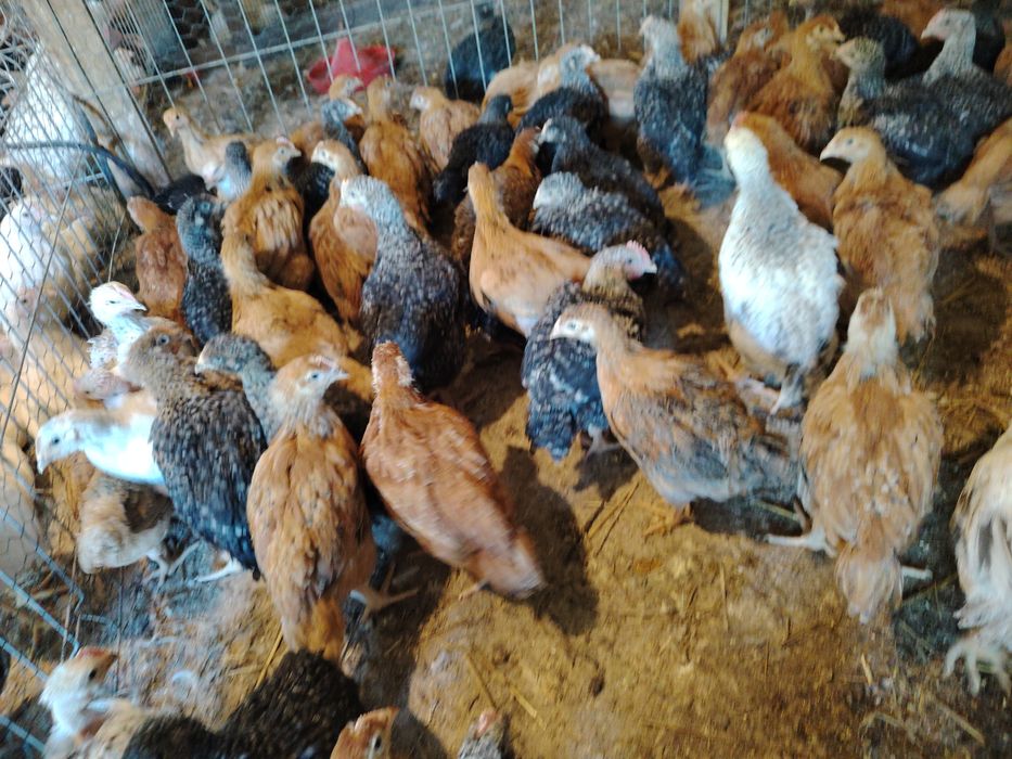 Vând puicuțe mixte