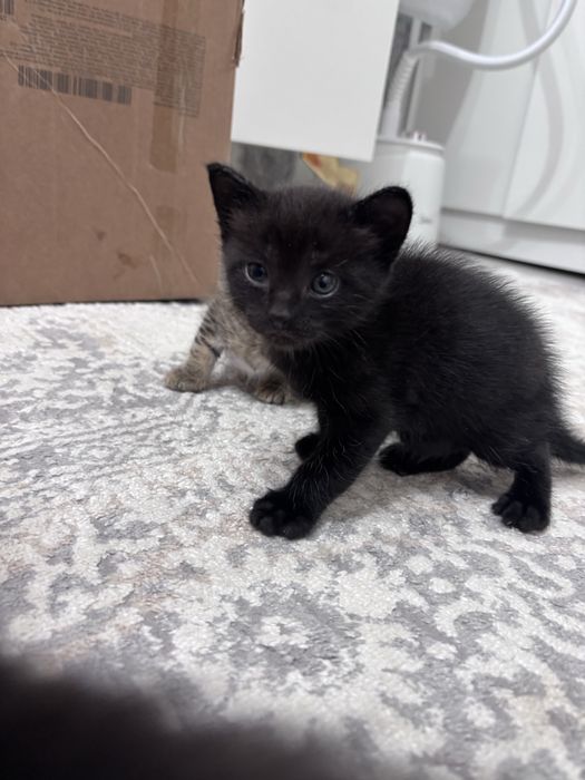 отдам котят в добрые руки