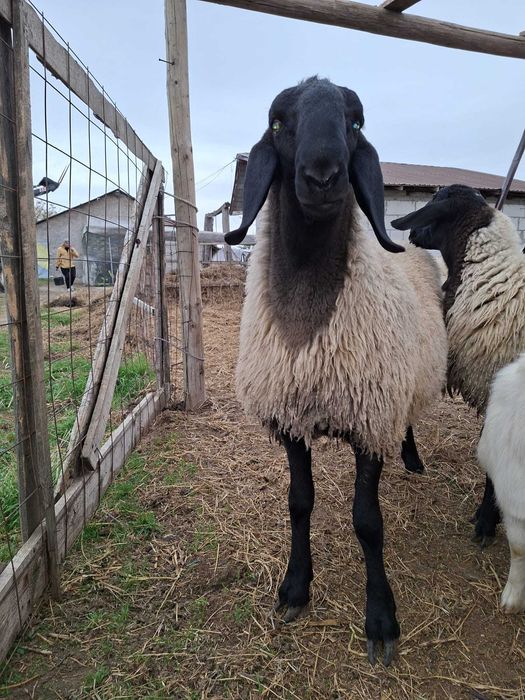 Berbec original 8 luni