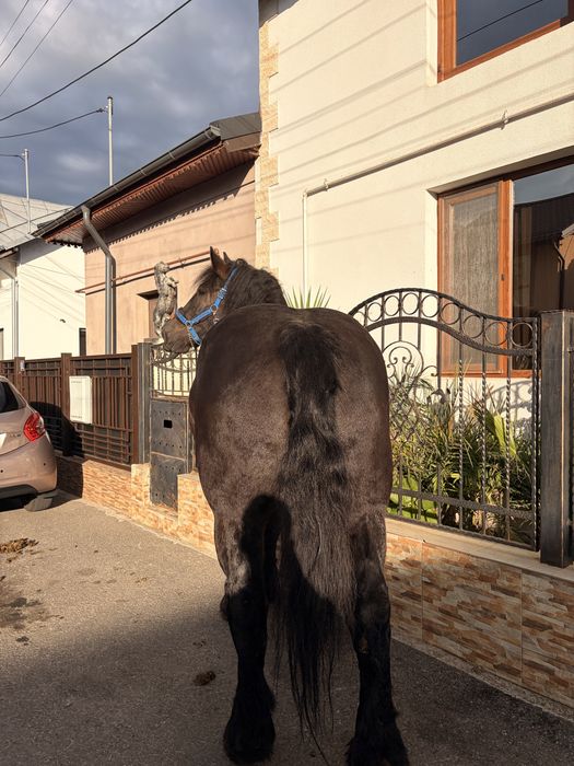 Iapă ardeneza 4 ani