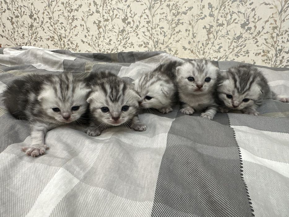 Продам шотландцев