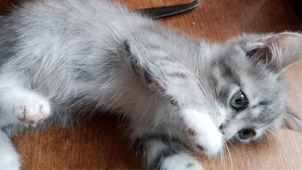 Отдам котят в добрые руки