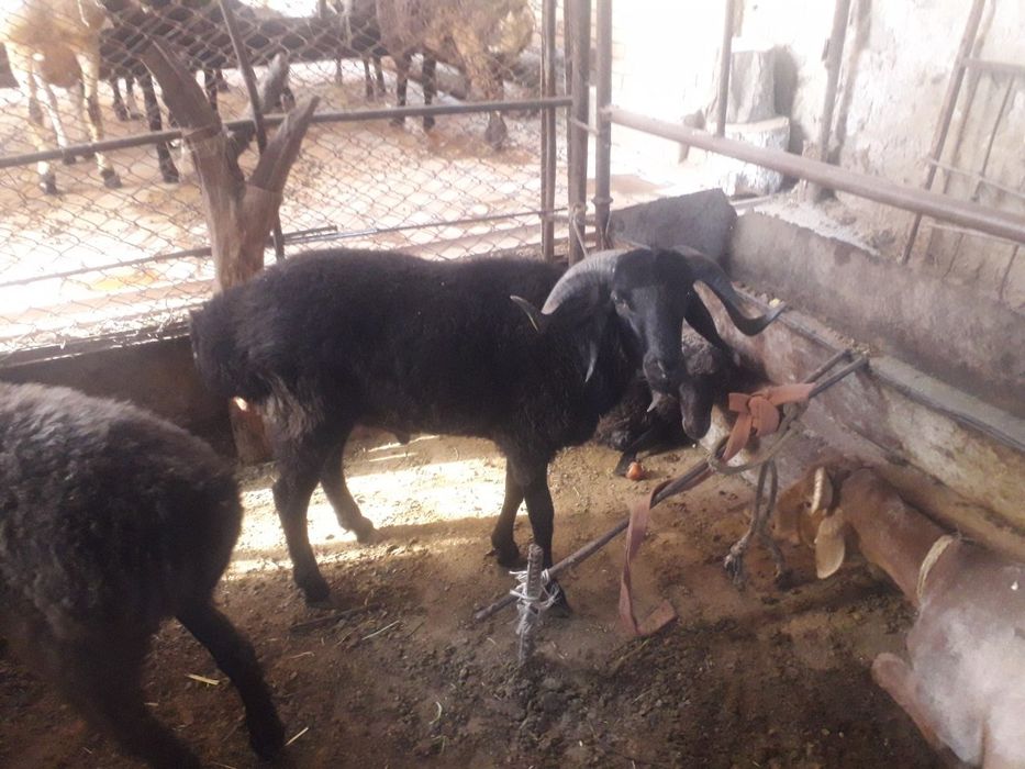 кучкорлар сотилади