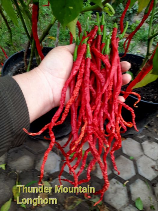 Семена коллекционных перцев