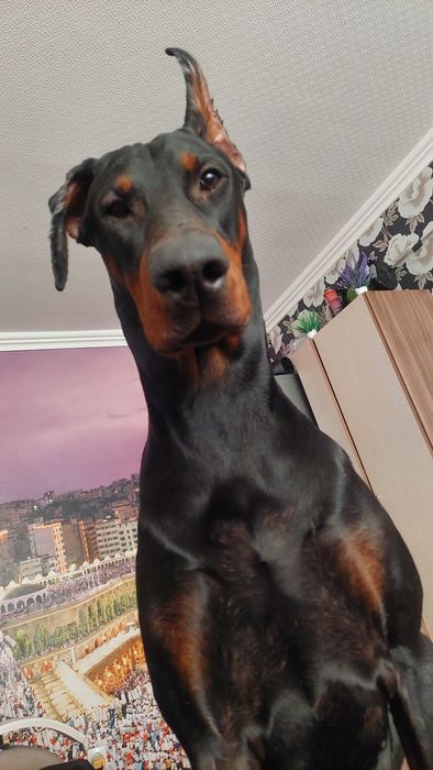 Ищу подружку для Добермана