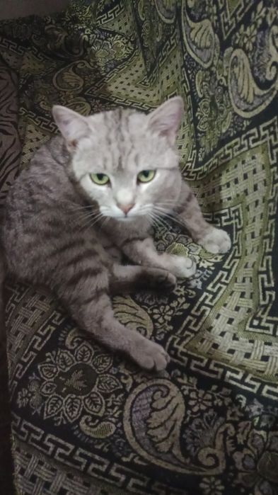 Отдам кошечку в хорошие руки