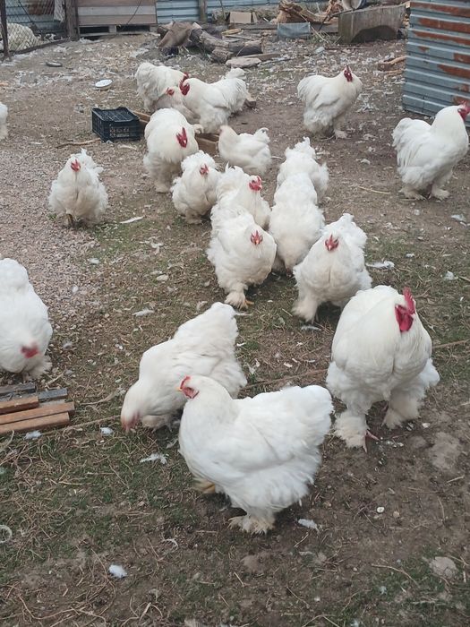 Продам цеплят и яйца