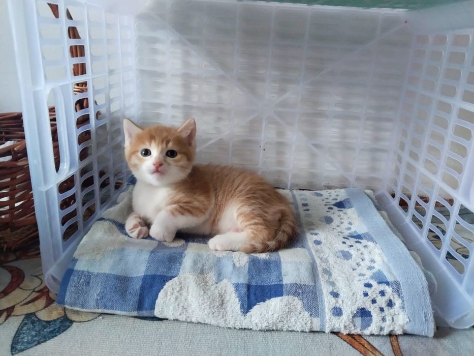 Отдам котят в добрые руки