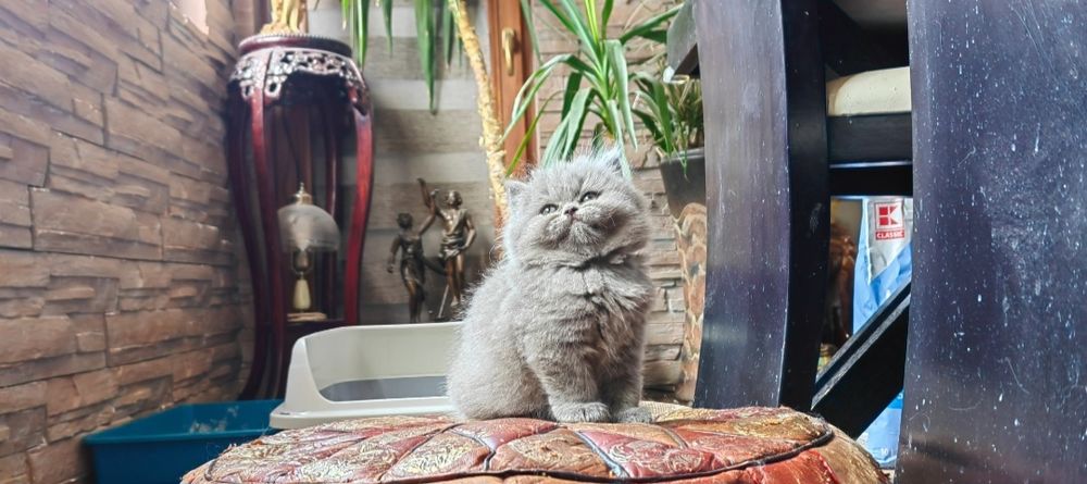 Британско дългокосместо коте