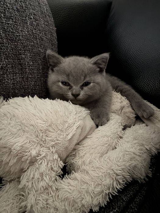Чистоктъвни британски сиви котенца