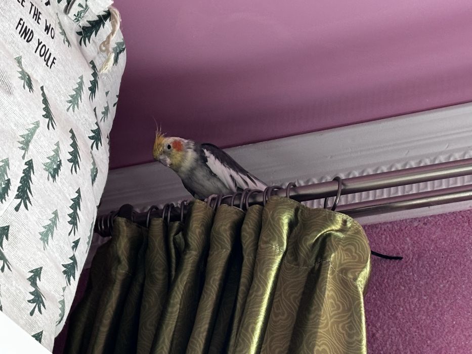 попугай карелла.