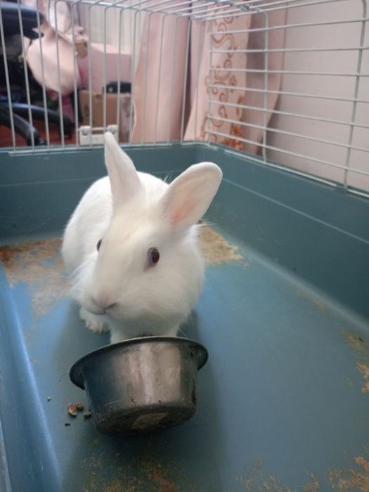 продам декоративного кролика