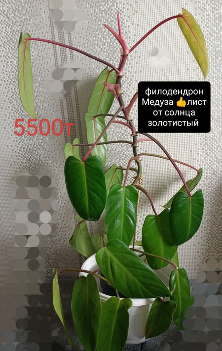 Цветы комнатные 500 тенге