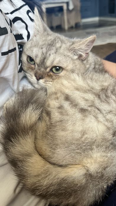 Продам Котенка Британец