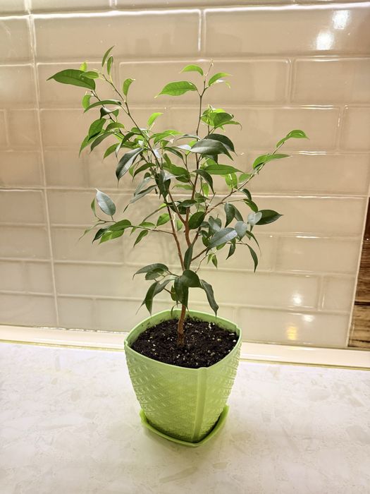 Продам цветы комнатные