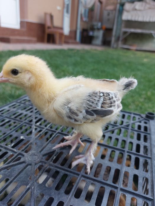 Jaydari jojalari sotuvda mavjud