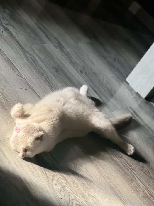 Продается кошка Шотландская вислоуха