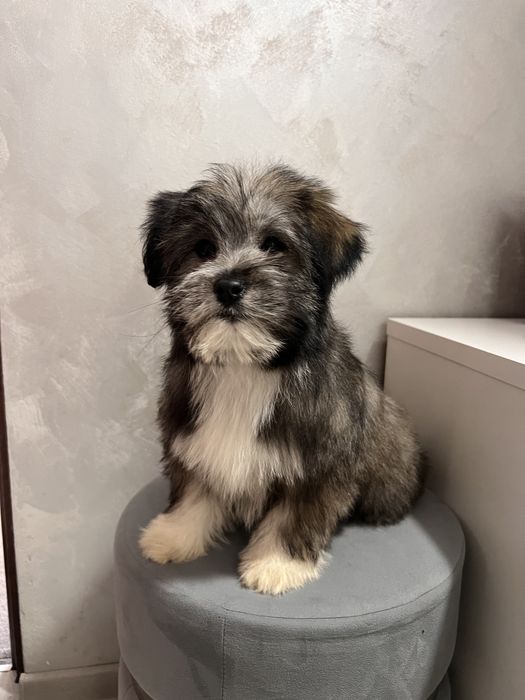 Fetita Bishon Havanez toy