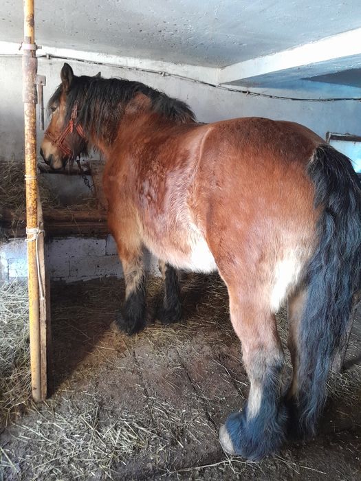 De vânzare una la alegere