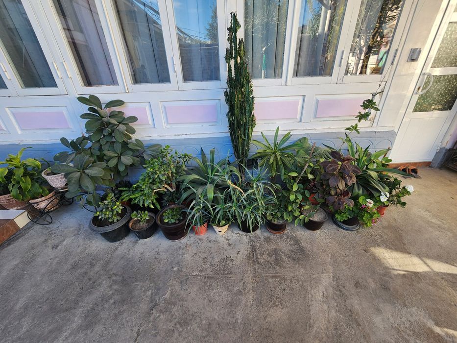 Gullar sotiladi har hil turdigi