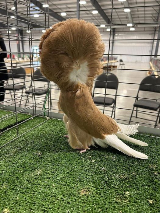 Голуби  на продажу