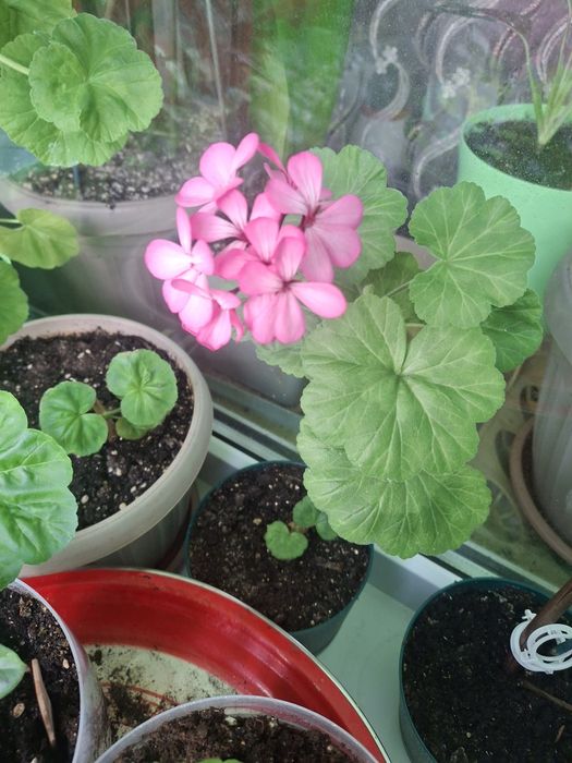 Продам укорененные цветы