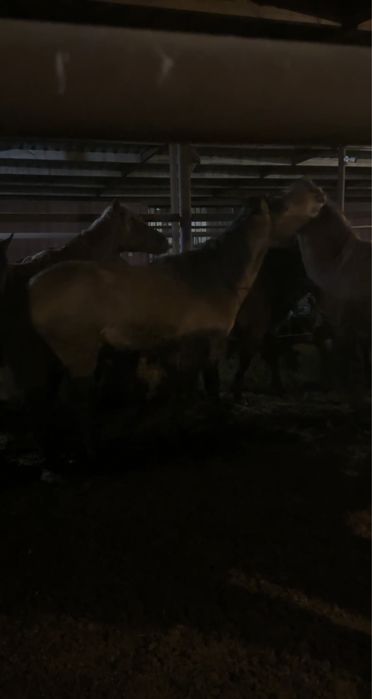 Айгыр  (мугалжар)