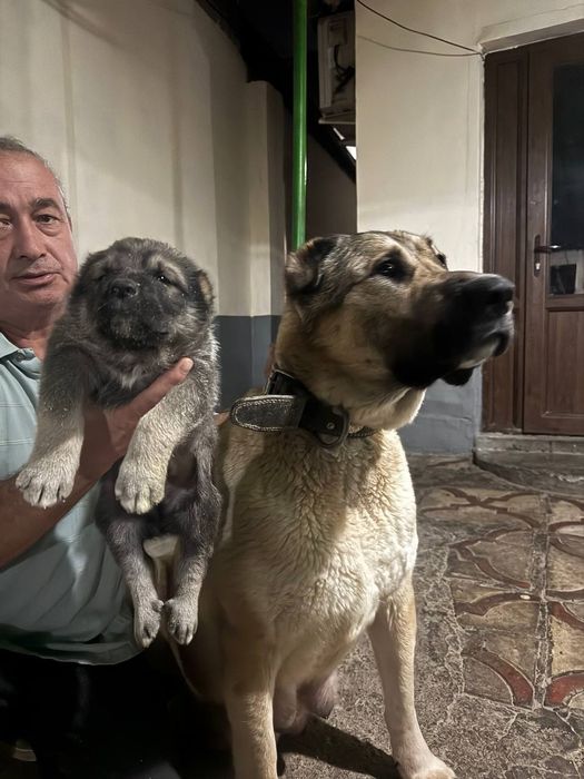 Продаются щенки Кангала. Очень хороший подарок.