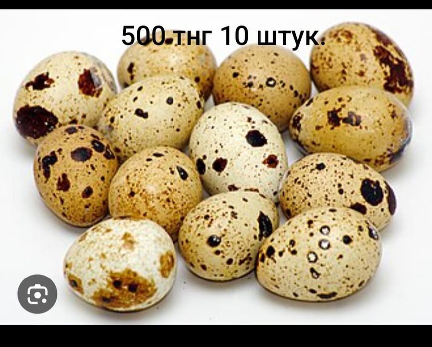 Продаю перепелинные яйца свежие.