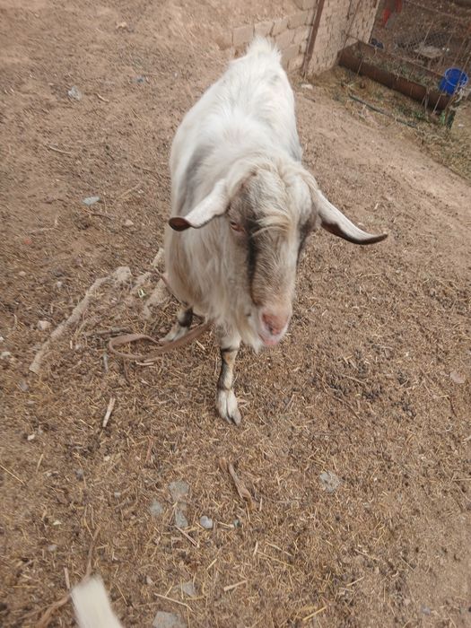 Продаётся племенной  козёл