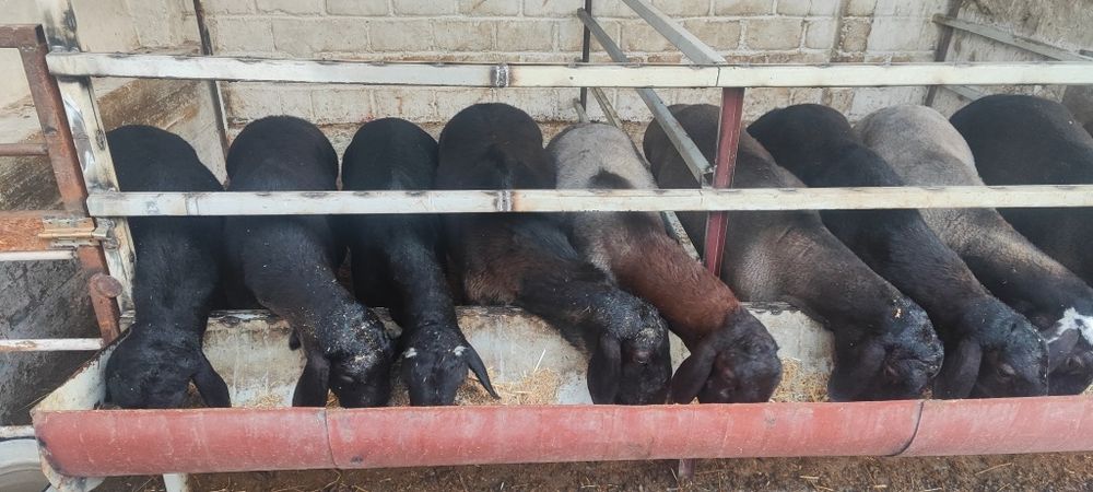 Qurbonlikka yaredigan gozal, soglom qoylar sotiladi kelib korin talen
