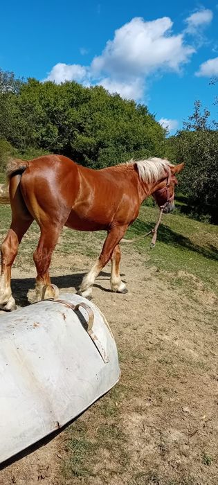 Vand cai detali la telefon