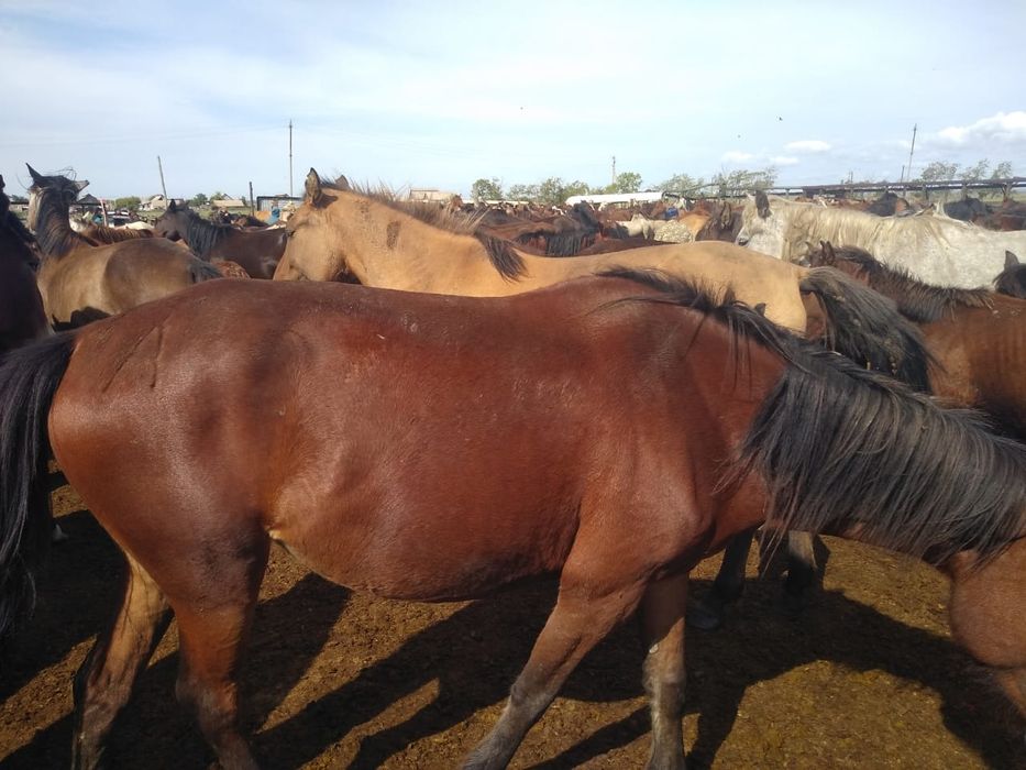 Продам бие (кабылу)