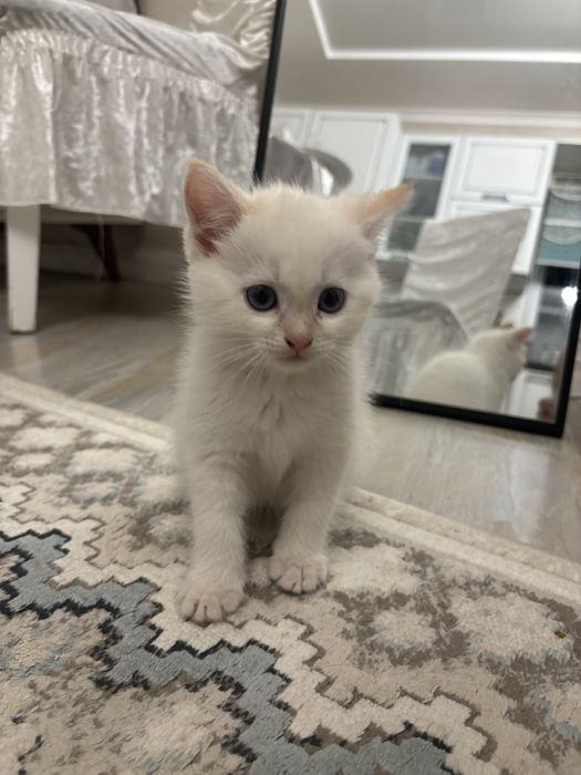 Продаю миленьких Котят