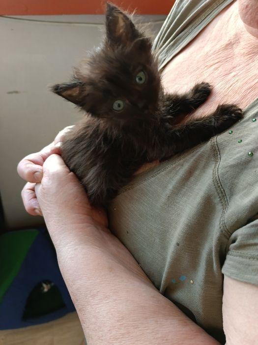 Кошечка чертёнок