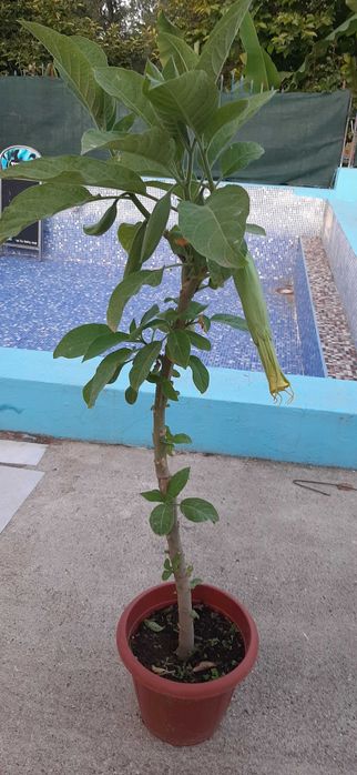 Бругманзия-Ангелски тромпет, в саксия.