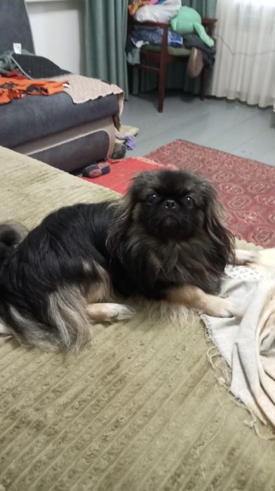 Мальчик пекинес на вязку