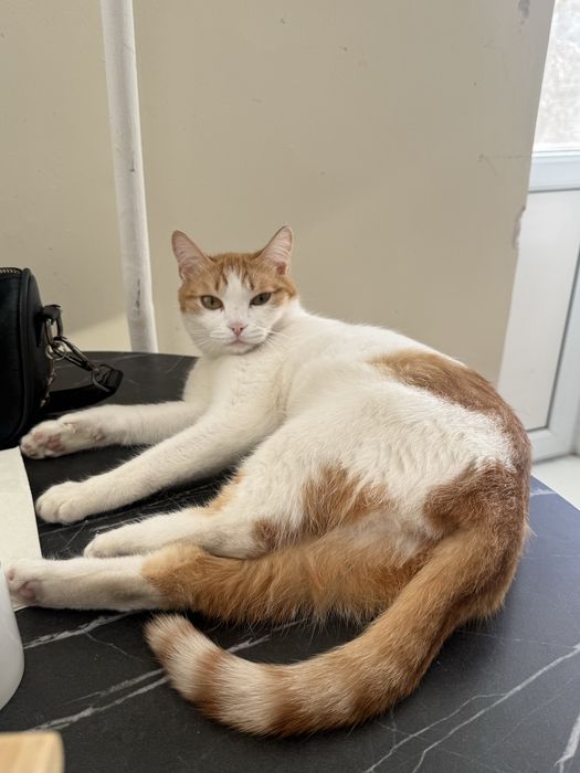 Кошка ищет добрые руки