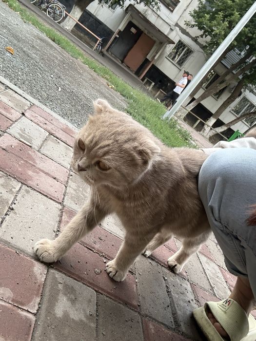 Срочно отдам котика в добрые руки