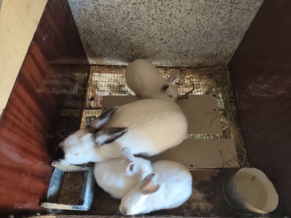 Кролики 1 мес 1 КГ +