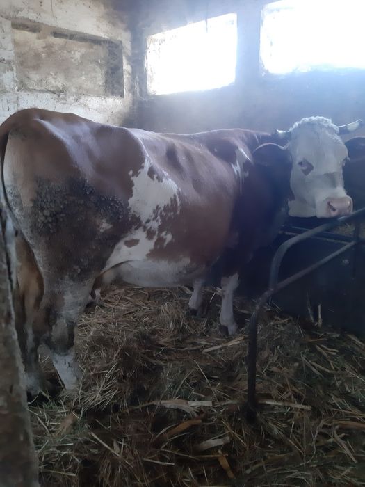 Vand Vaca Baltata Romaneasca,  gestanta. CITITI ANUNTUL !!