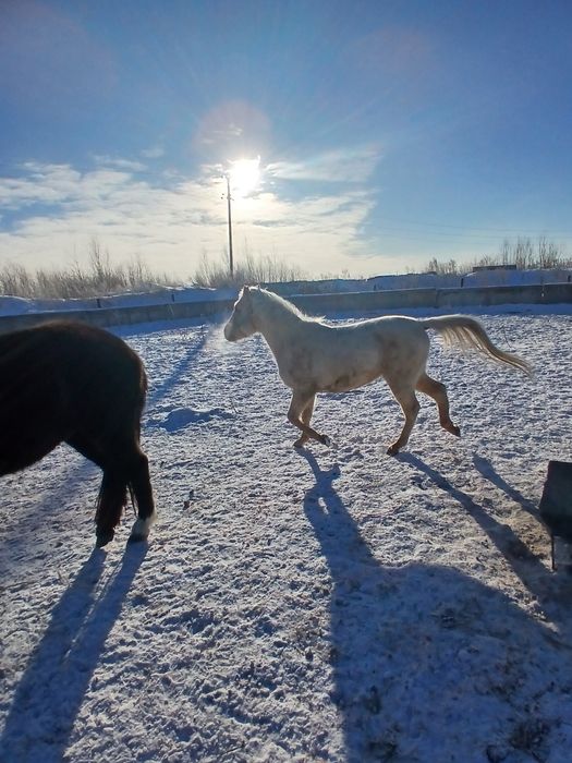 Продам жеребьёвка с кобылкой