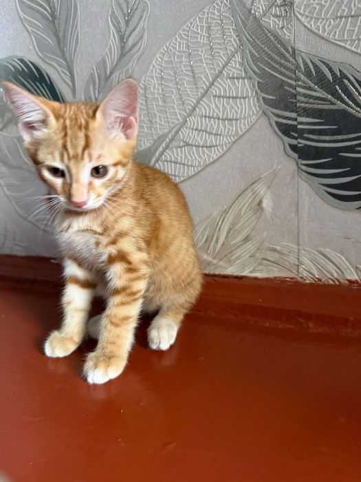 Котята, отдам их даром